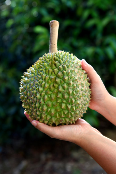 女性手上的榴莲图片下载