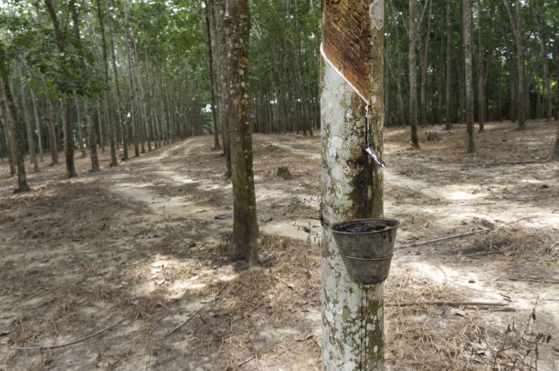 在Plantation开发橡胶图片下载
