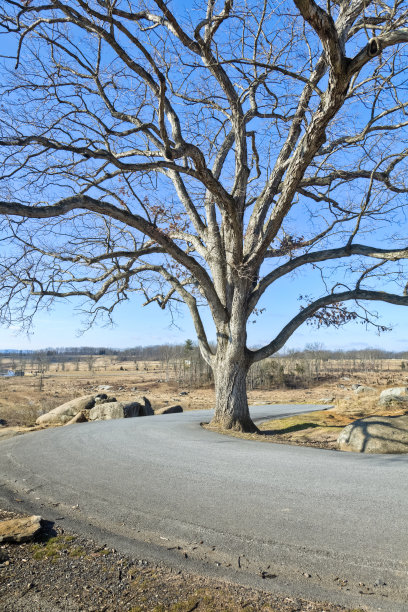 葛底斯堡战场，弯曲的道路和大树图片下载