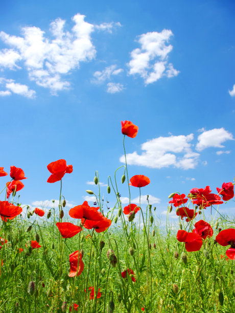 红色罂粟花图片下载