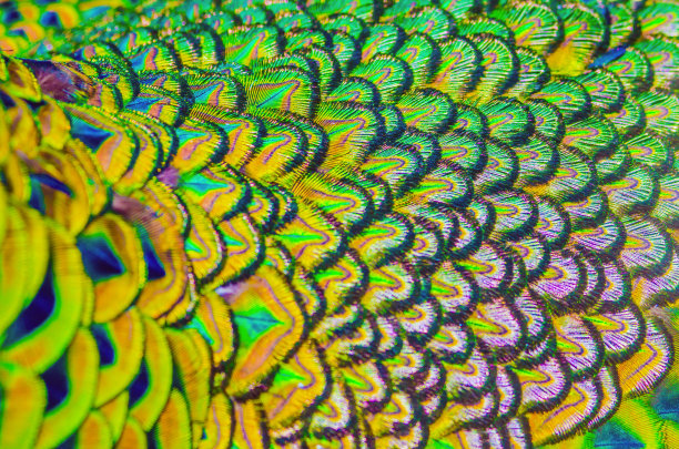 孔雀羽毛的焦点是彩色的，用于背景和图片下载