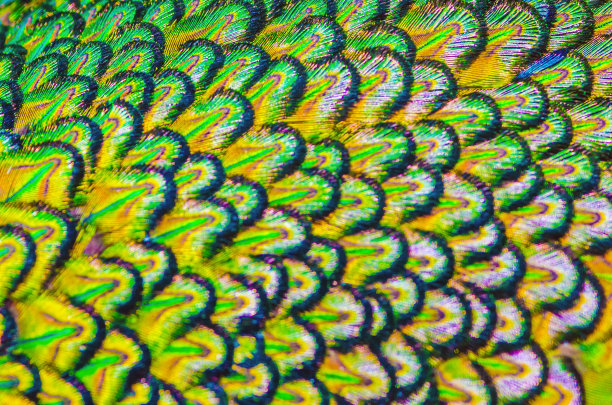 孔雀羽毛的焦点是彩色的，用于背景和图片下载