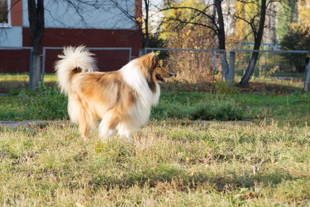 狗牧羊犬图片下载