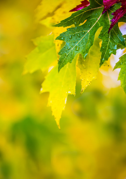 秋叶在秋天的颜色和灯光。多雨的秋天的天气。图片下载