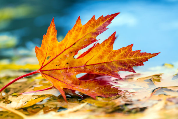 秋叶在秋天的颜色和灯光。多雨的秋天的天气。图片下载