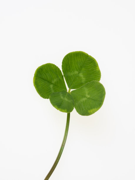 白色背景上的四叶三叶草图片下载