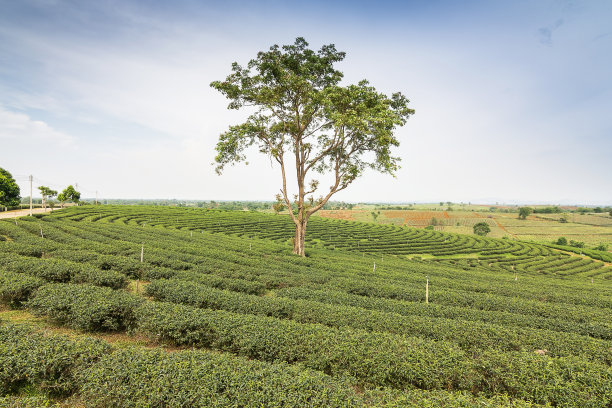 泰国茶园图片下载