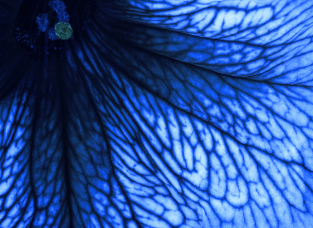 抽象的花瓣图片下载