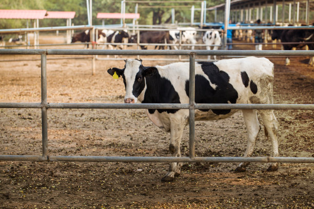 农场里的奶牛图片下载