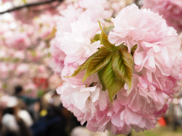 樱花樱花图片下载