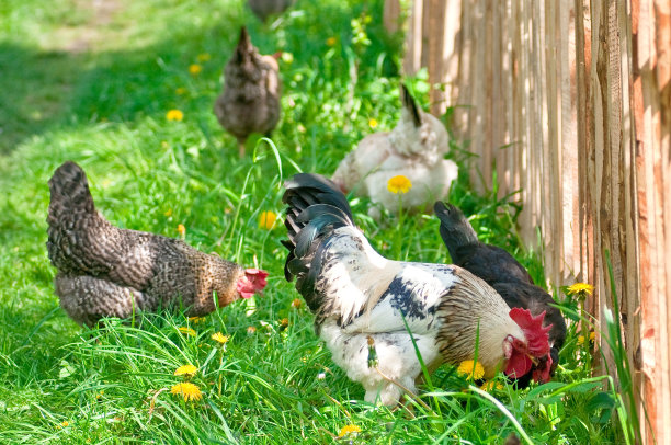 母鸡和公鸡图片下载