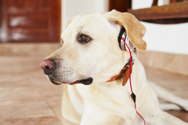 狗在听音乐图片下载