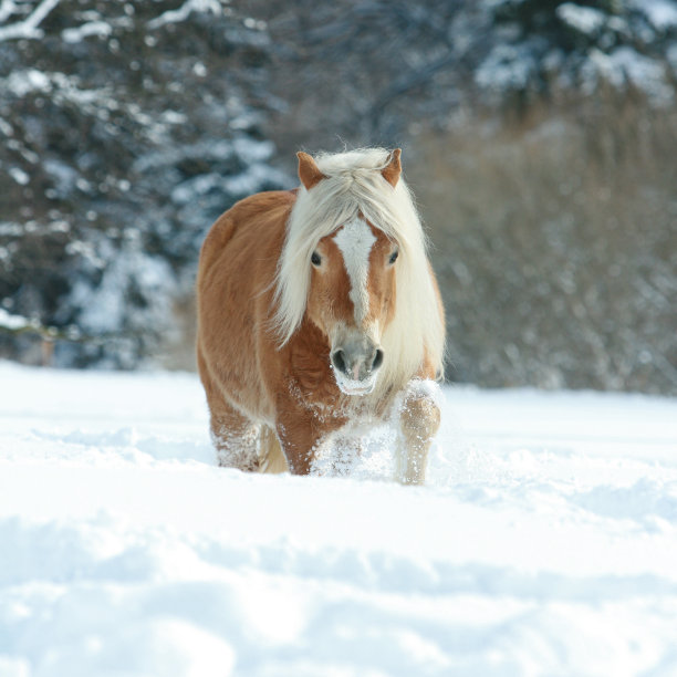 漂亮的有长鬃毛的飞龙在雪地里奔跑图片下载