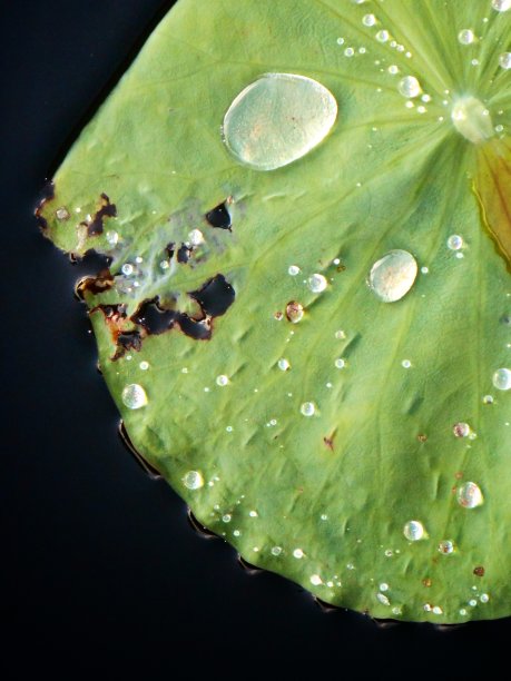 水滴在荷叶上。图片下载