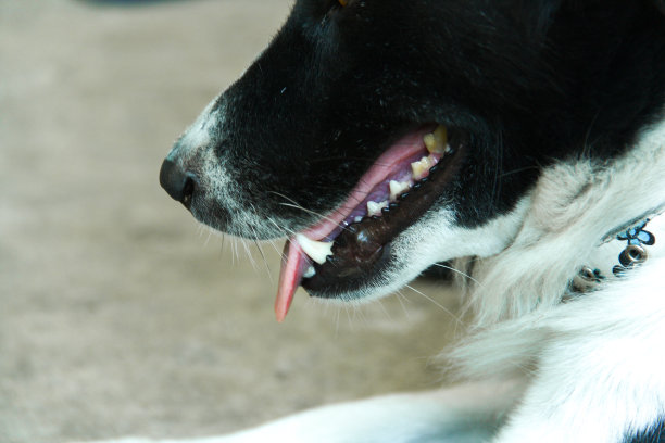 狗嘴里图片下载