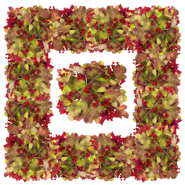 大的方形框架来自秋天的红色浆果。自然纹理孤立拼贴图片下载