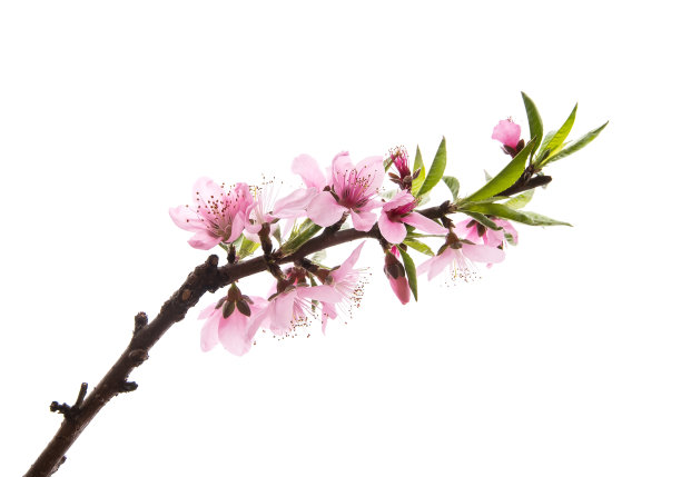 粉红色的牡丹孤立在白色背景上图片下载