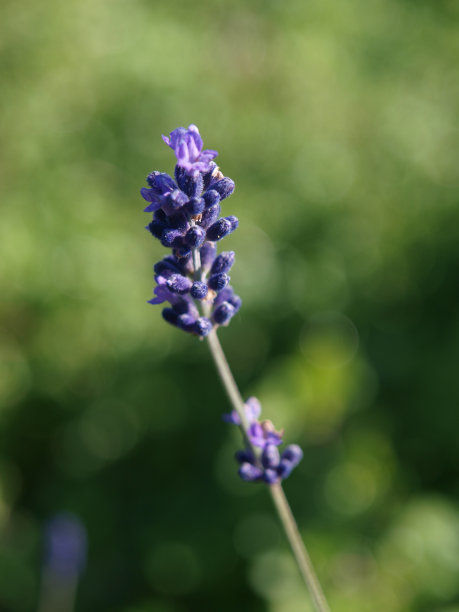 薰衣草梗图片下载