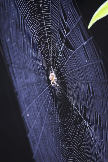 你们真的图片下载