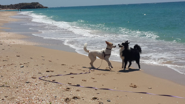 黑色和白色图片下载