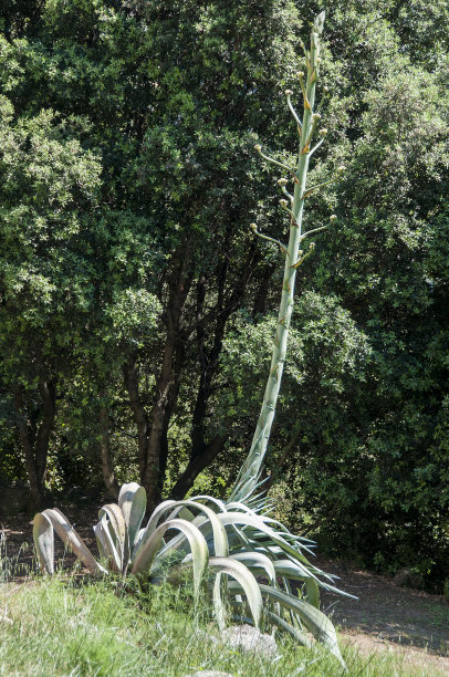 龙舌兰图片下载