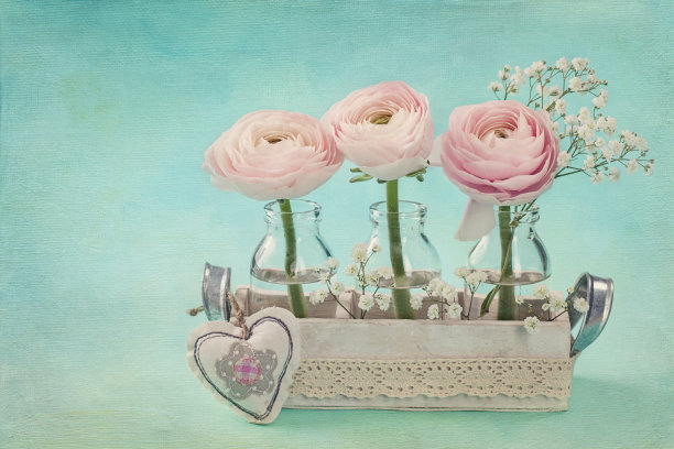 粉红色的花毛茛属植物图片下载