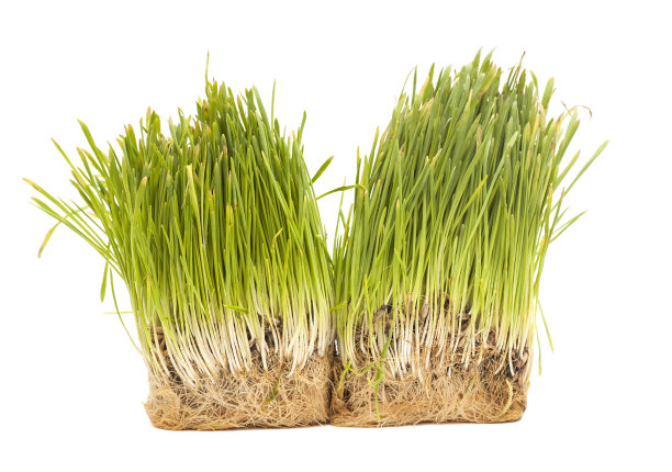 绿草孤立在白色的背景上图片下载