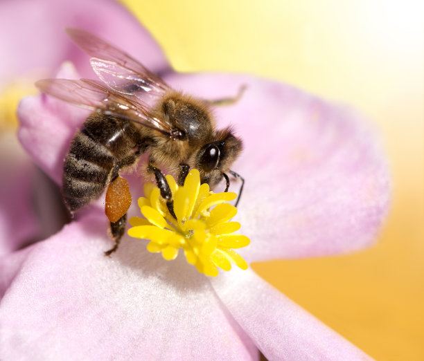 花上的蜜蜂图片下载