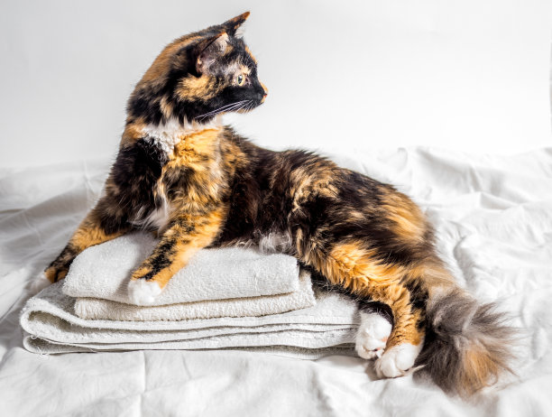 美丽的三色的猫图片下载