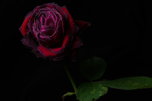 红玫瑰图片下载