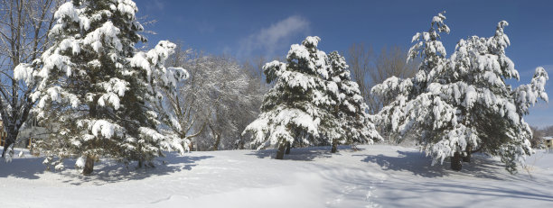 大雪后的松树图片下载