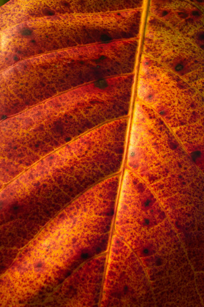 植物的红黄色的叶子图片下载