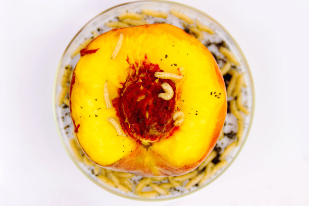 转基因产品的检测图片下载