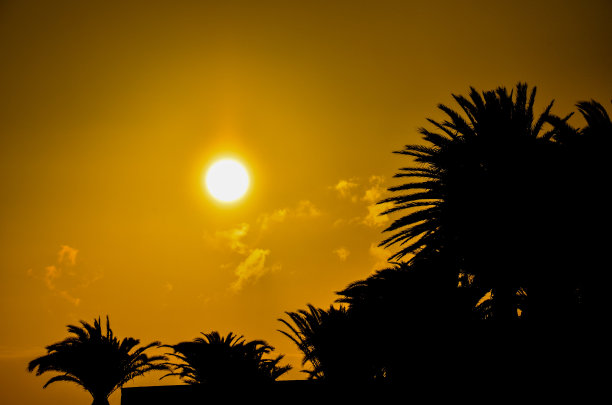 热带加纳利绿色棕榈叶背景图片下载