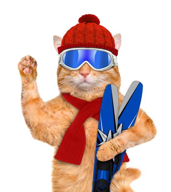 猫和滑雪板。图片下载