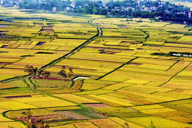 越南稻田图片下载