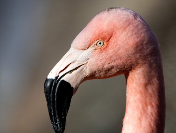 火烈鸟头的宏图片下载