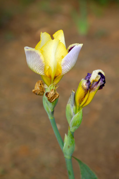 野生虹膜花图片下载