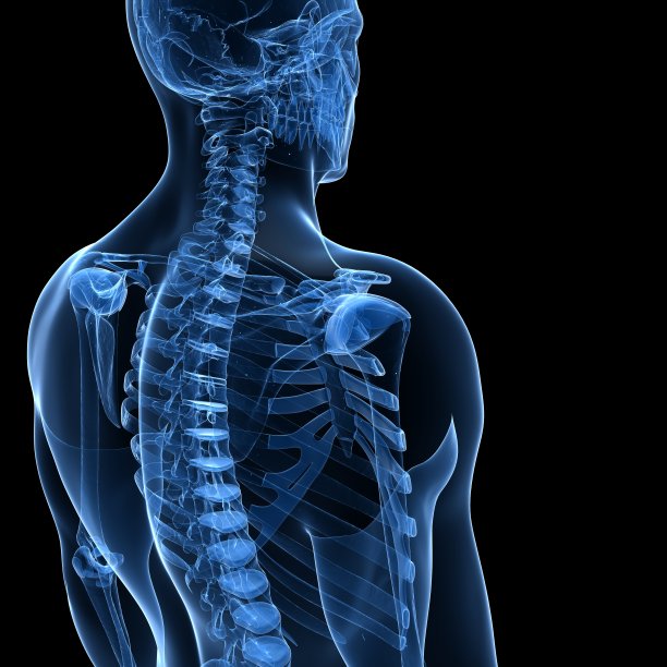 骨骼的肩膀图片下载