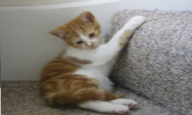 顽皮的小猫图片下载