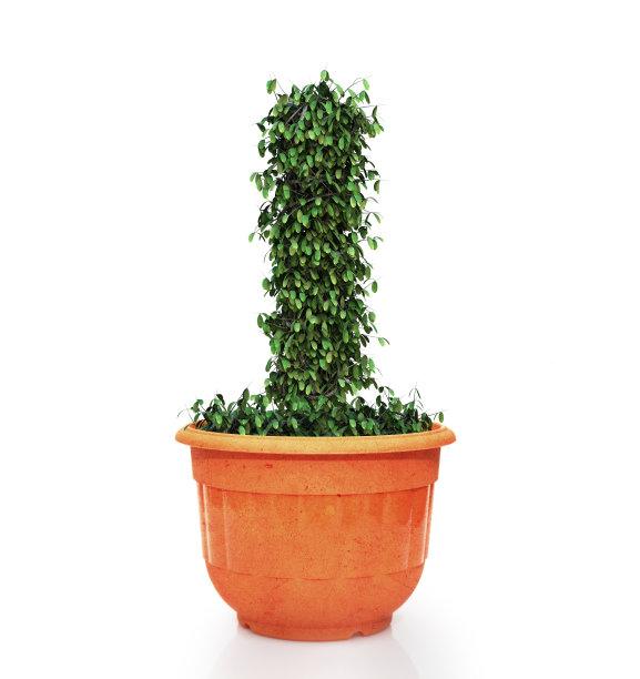 树字母i在花盆里图片下载