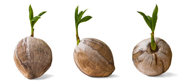 三个正在发芽的椰子孤立在白色背景上图片下载