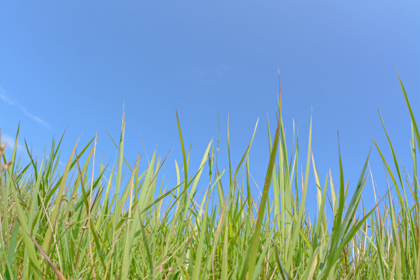 阳光下的春草图片下载