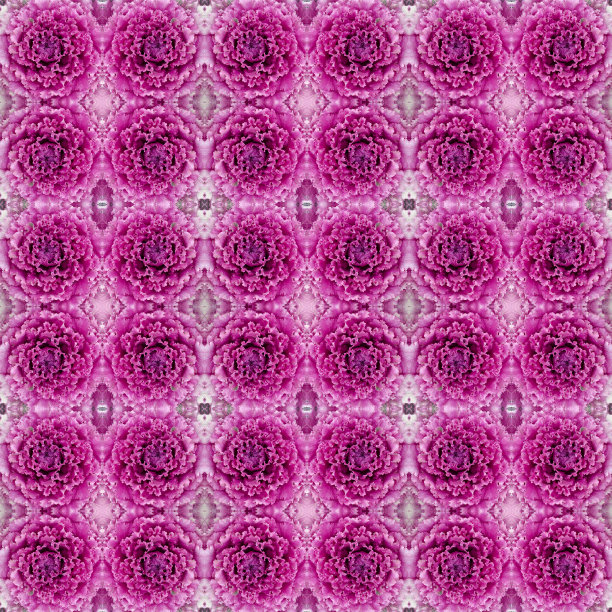 观赏装饰卷心菜无缝图案背景图片下载