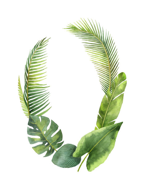 叶子插画素材ID：155830954