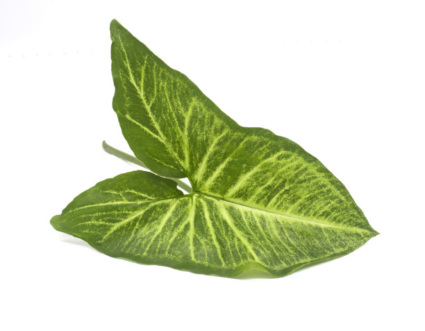 叶子在白色的背景上。图片下载