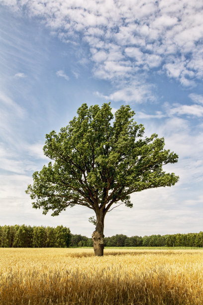 蓝天背景中的一棵孤独的树。图片下载