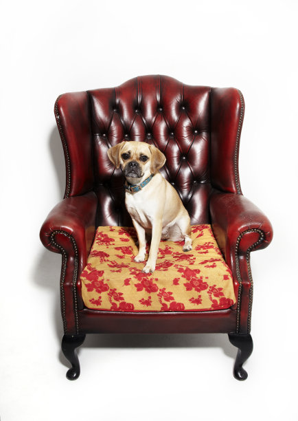 狗在椅子上图片下载