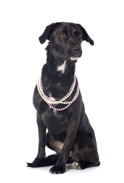 杂交拉布拉多图片下载