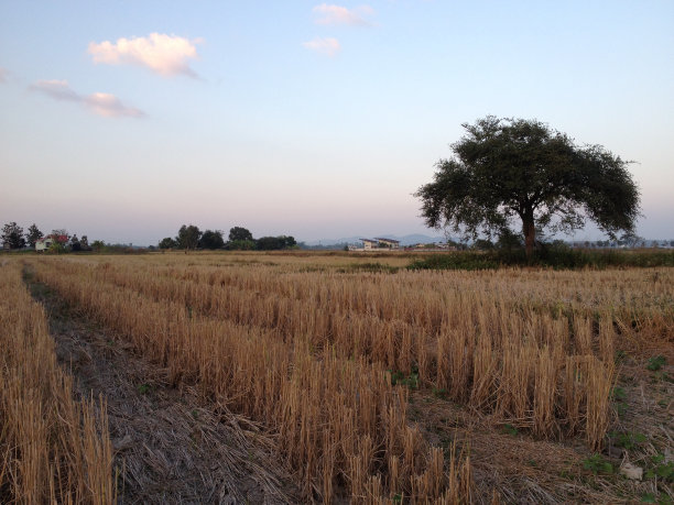 paddy-Phayao泰国图片下载